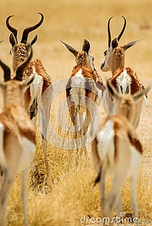 Back group of Springbok Stock Photo