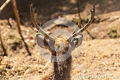 Back of the horn of the Sambar deer live in Padmaja Naidu Himalayan Zoological Park at Darjeeling, India Stock Photo