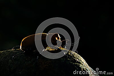 Back light,Rhinoceros elephant beetle, Megasoma elephas, very big insect from rain forest in Caosta Rica. Beetle siting on stone i Stock Photo