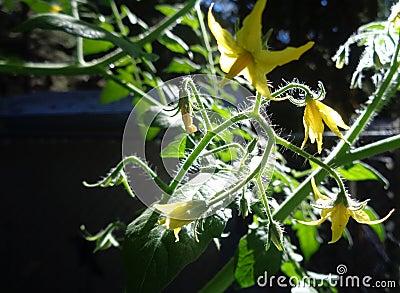 Back-lit Cherry Tomato Blossoms -Solanum lycopersicum var. cerasiforme - in a Backyard Garden Stock Photo