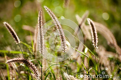 Pennisetum Fountain Grass Pennisetum alopecuriodes an ornamental perennial grass Stock Photo