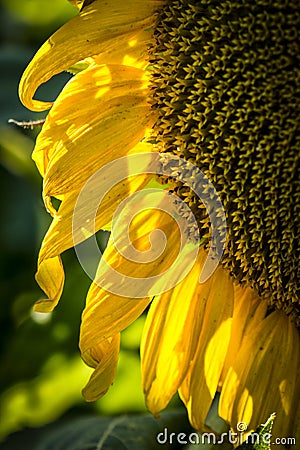 Back Lite Sunflower close up Stock Photo