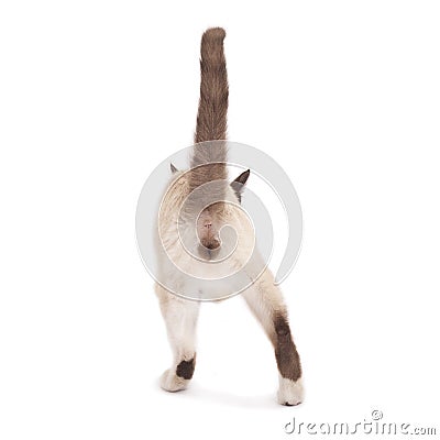 Back of a male cat Stock Photo