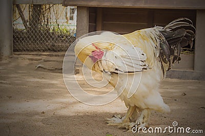 The back of a mottled white and black. Stock Photo