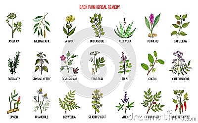 Back pain herbal remedy Vector Illustration