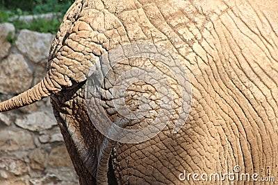 Back part of African elephant Stock Photo