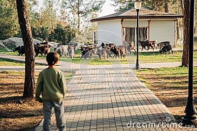 A back portrait of a little farmer boy child looking after a herd of sheep while the flock is grazing on a meadow grass Stock Photo