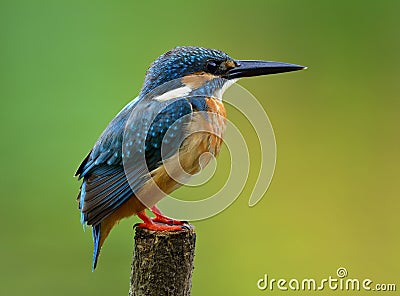 Back profile of Common Kingfisher & x28;Alcedo atthis& x29; Eurasian or Ri Stock Photo