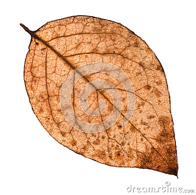 back side of autumn rotten leaf of poplar tree Stock Photo