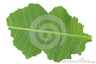Back side of green broken leaf of summer wild plant isolated macro Stock Photo