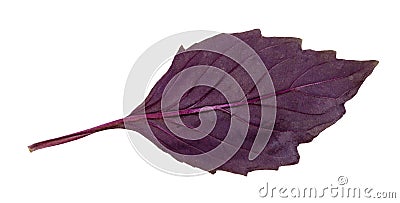 back side of leaf of fresh dark purple basil herb Stock Photo