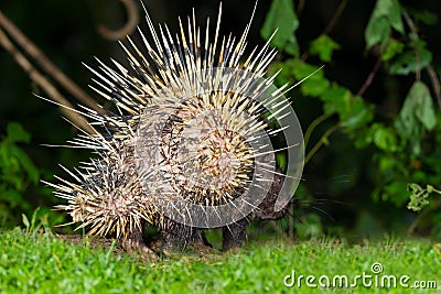 Back side of nocturnal animals Malayan porcupinea Stock Photo