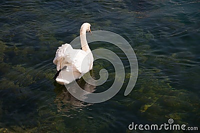 The back of a swan Stock Photo