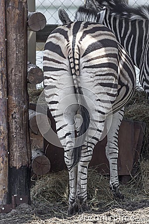 Rear view of a leaving zebra Stock Photo
