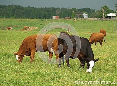 Back-To-Back Cows Stock Photo