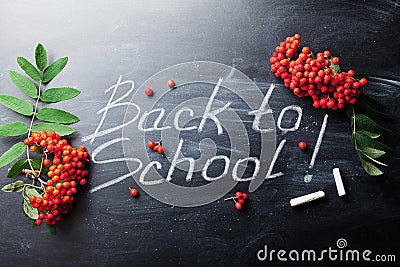 Back to school background on chalkboard decorated rowan berry. Stock Photo