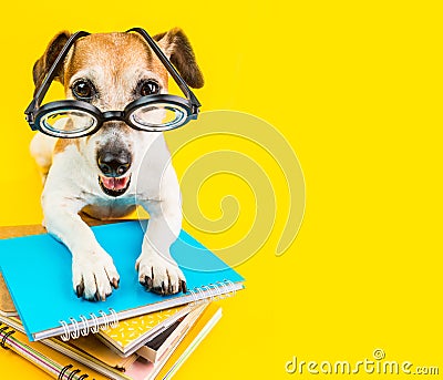 Happy smiling back to school dog on yellow background Stock Photo