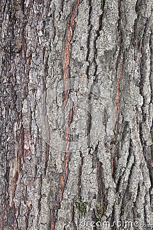Back tree textura grain Stock Photo