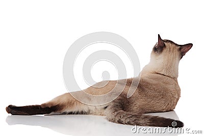Back view of adorable metis cat lying and looking up Stock Photo