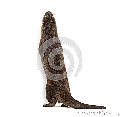 Back view of a Adult european otter looking up, isolated Stock Photo