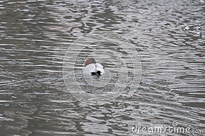 Back view of Canvasback swimming in gray water Stock Photo