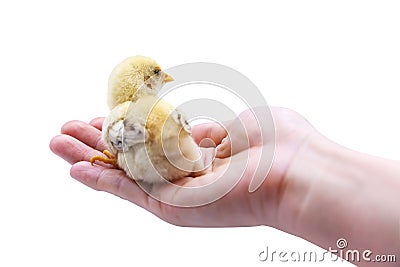 Cute baby chick sitting on hand. Isolated on white background Stock Photo