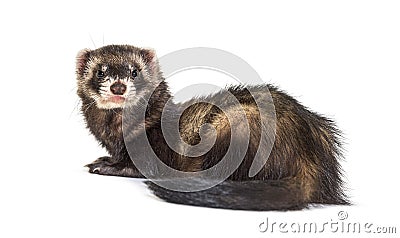 Back view of a European polecat looking back. Wild ferret Stock Photo