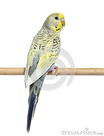 Back view of a grey rainbow Budgerigar on a wooden perch Stock Photo