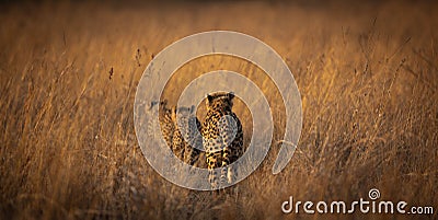 Back view of group of cheetahs wandering through tall brown plants in Rietveld nature reserve, Stock Photo