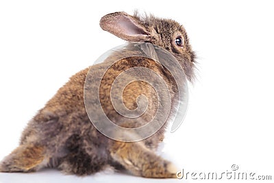 Back view of a lion head rabbit bunny lying Stock Photo