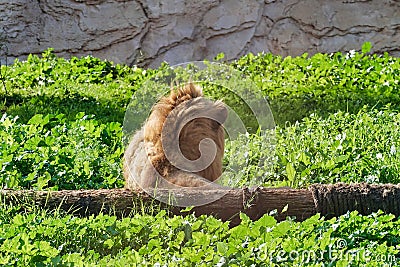 Back view of a lion sitting on a field Stock Photo