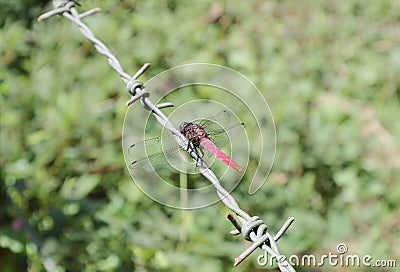 Back view of a male crimson-tailed marsh hawk sits on top of a barbed wire fence Stock Photo