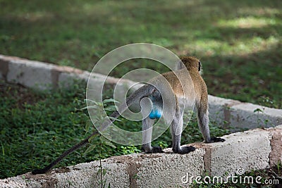 Back view of male vervet monkey with blue scrotum Stock Photo