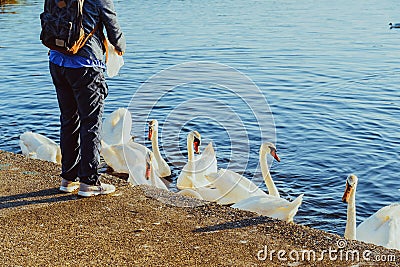 Back view no face woman giving food to swans in the lake. Feeding group of swans in the park. A simple pleasure for mental health Stock Photo