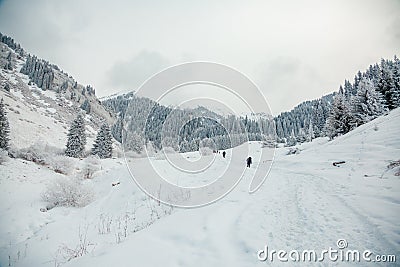 Back view of persons walking in beautiful winter mountain forest Stock Photo