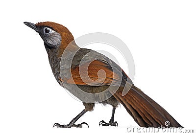 Back view on a Red-tailed Laughingthrush - Garrulax milnei Stock Photo