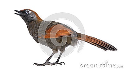 Back view on a Red-tailed Laughingthrush tweeting, looking up Stock Photo