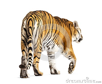 Back view of a tiger walking ok going away, big cat, isolated Stock Photo