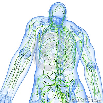 Back view of Transparent lymphatic system Cartoon Illustration