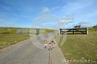 Two French Buldog dogs on long leashes walking through national park `De Muy` in the Netherlands on island Texel Stock Photo