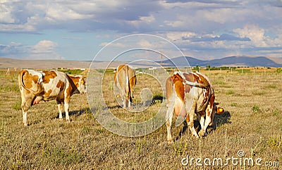 Back view of white and brown or red cows grazing in meadow Stock Photo
