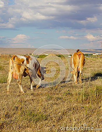 Back view of white and brown or red cows grazing in meadow Stock Photo