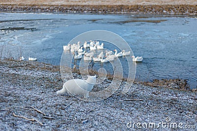 Rear view of a white cat looking on a group of domestic geese swim in a river outside in the morning through frost. Stock Photo