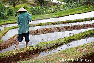 Back view of worker on rice field Editorial Stock Photo