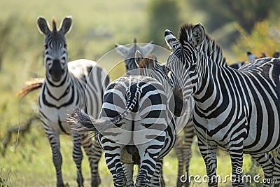 Group of zebra standing together in warm afternoon light in Masai Mara Kenya Stock Photo