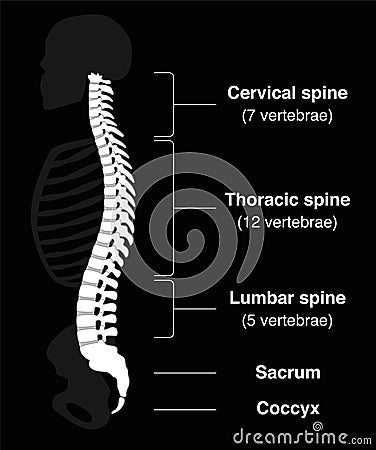 Backbone Black Cartoon Illustration