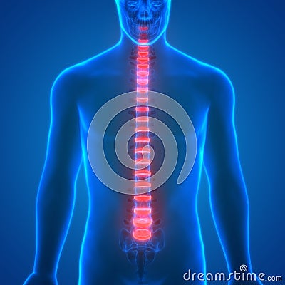 Backbone intervertebral disc anatomy Stock Photo