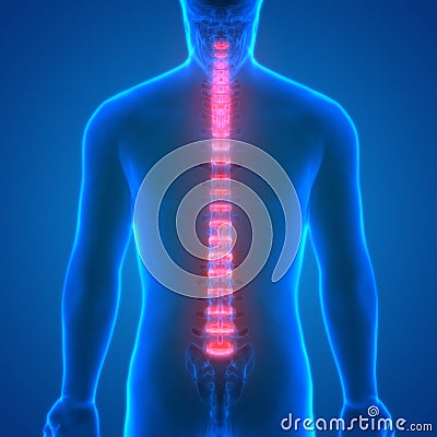 Backbone intervertebral disc anatomy Posterior view Stock Photo