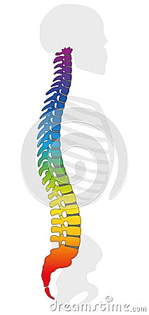 Backbone Rainbow Colored Spine Gray Skeleton Vector Illustration