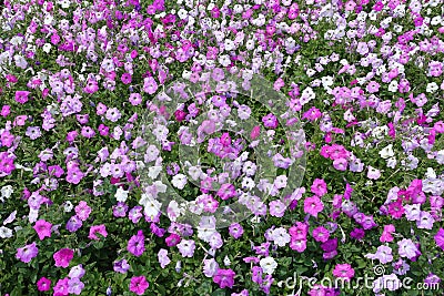 Backdrop flowering petunias in various shades of pink Stock Photo